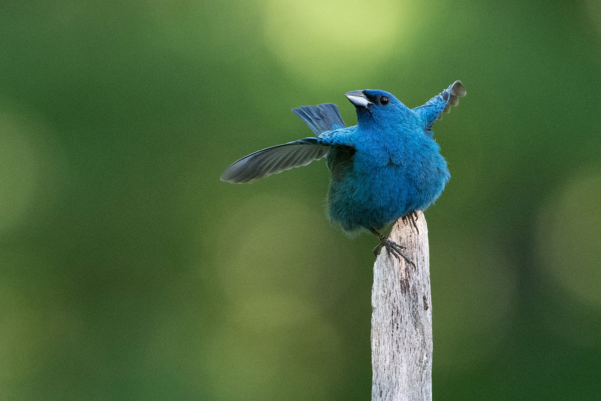 Indigo Bunting photo by Scott Adamski