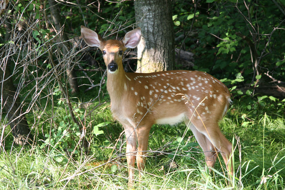Fawn in Schmeeckle Reserve