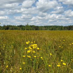 Yellow flowers sprout up in a grassy meadow.