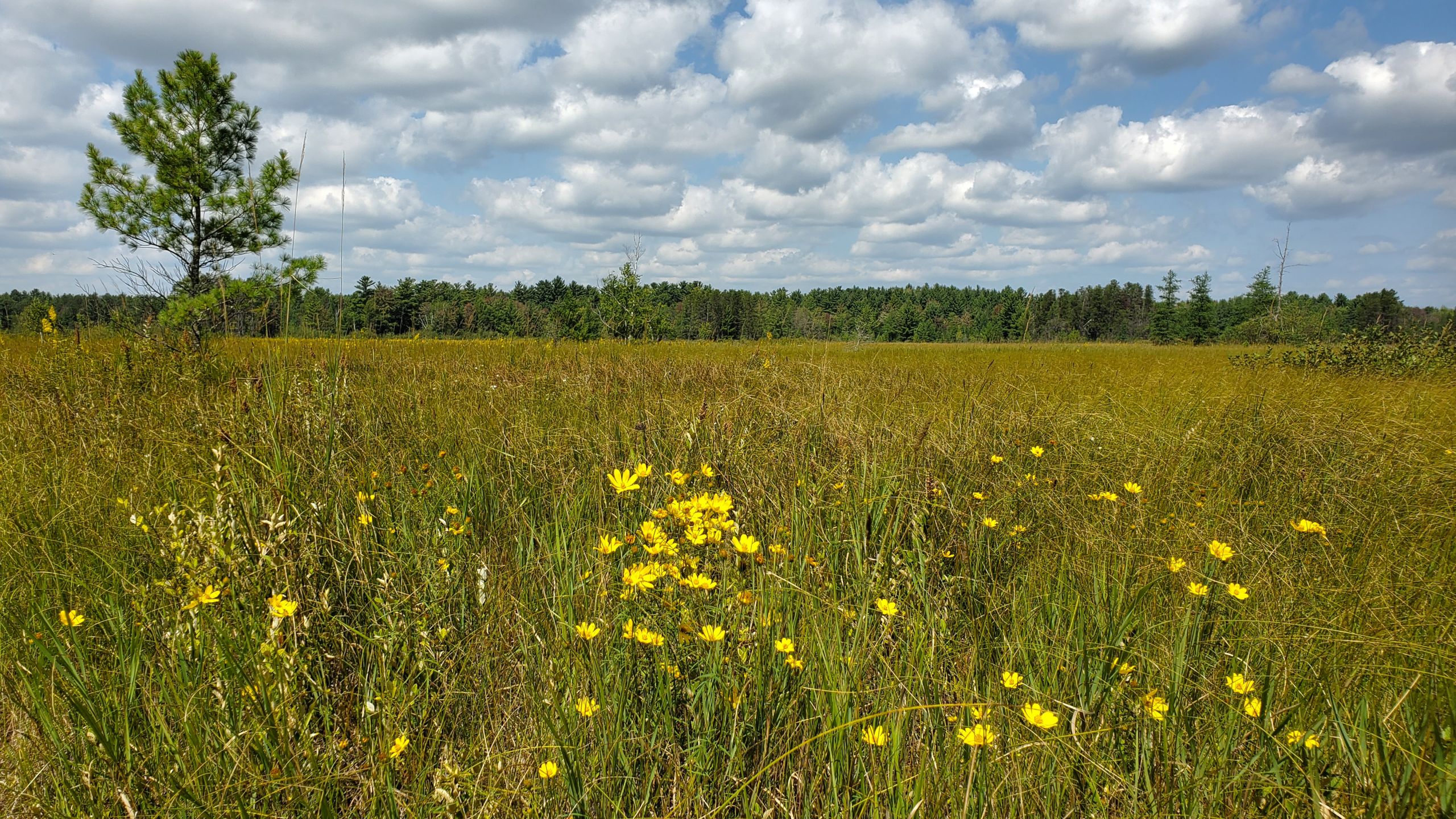 Yellow flowers sprout up in a grassy meadow.