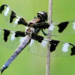 A blue and black dragonfly with black and white patches on its wings perches on a reed.