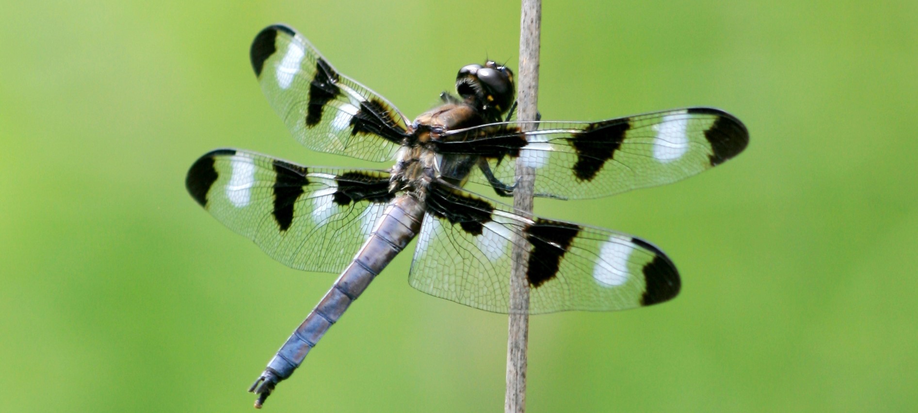 A blue and black dragonfly with black and white patches on its wings perches on a reed.