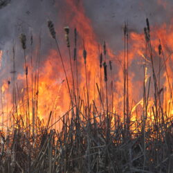 A fire burns through a stand of cattails.
