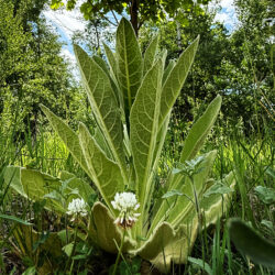 A plant with large green leaves comes up in a prairie.