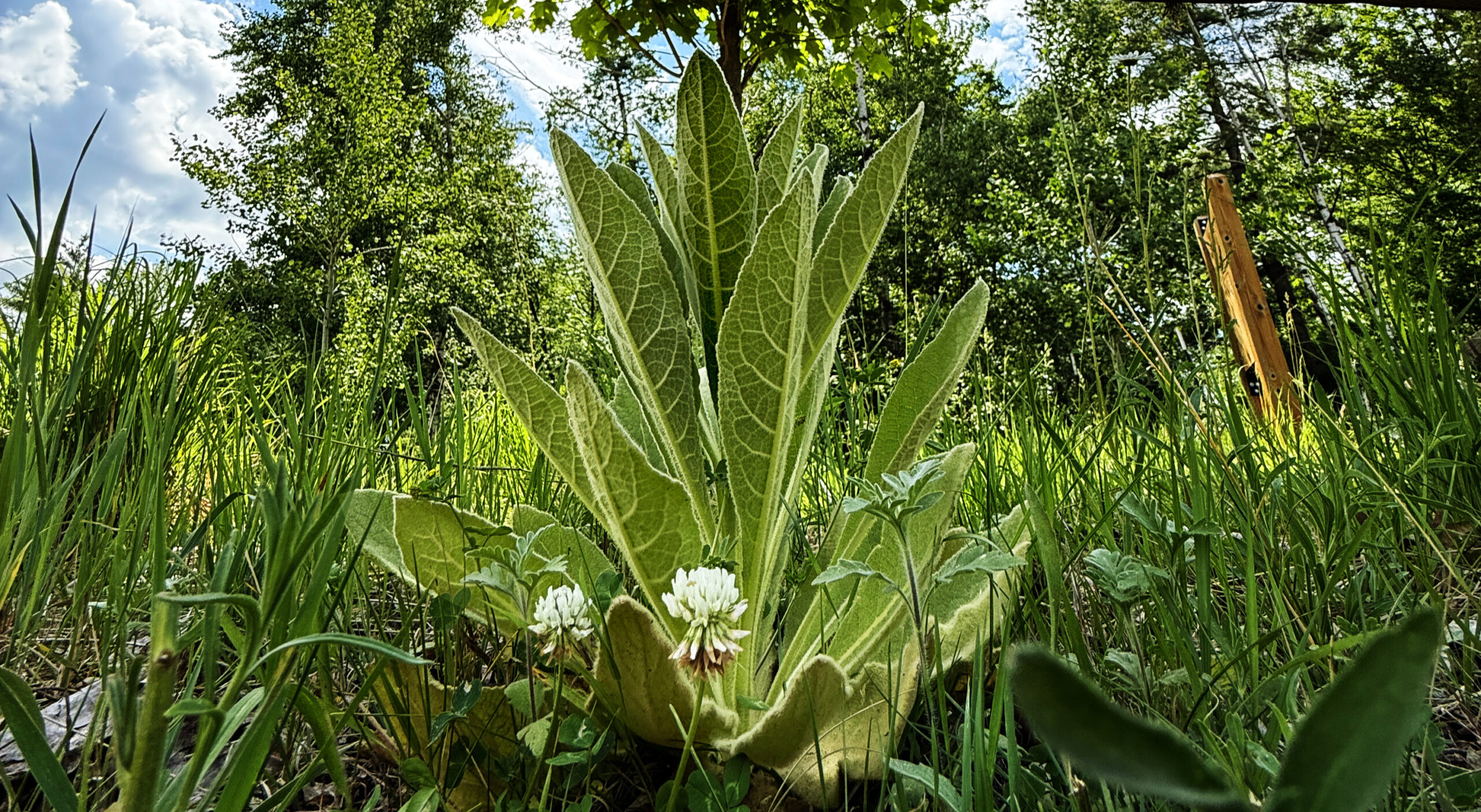 A plant with large green leaves comes up in a prairie.