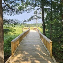 A boardwalk runs between two pine trees and opens out onto a view of an open sedge meadow.