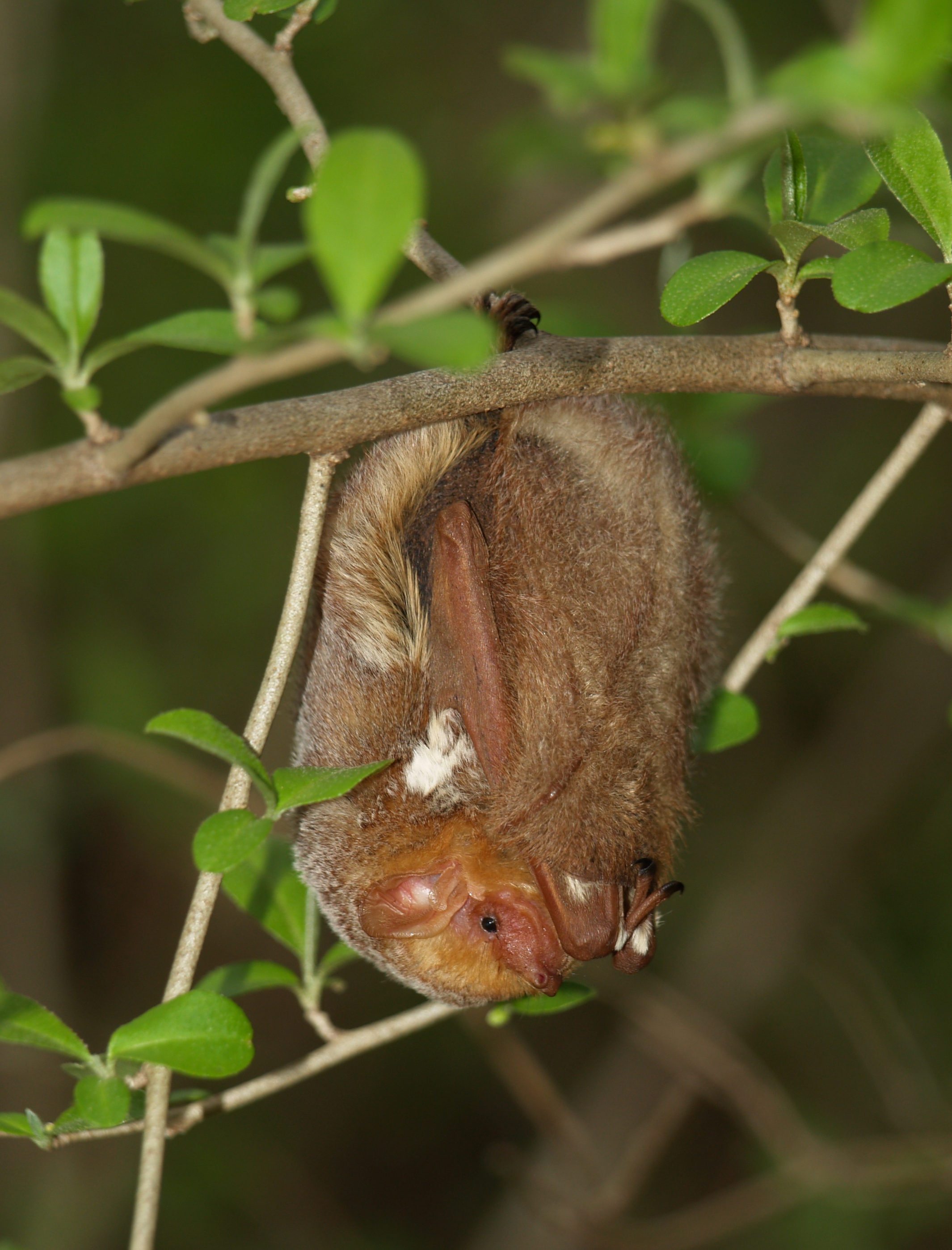 A red bat hangs upside down in a tree.