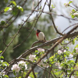 A black and white bird with a red triangle on its breast sits in a tree with white flowers.