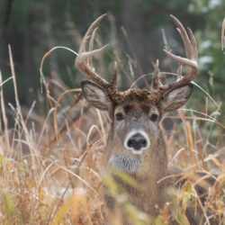 A deer with a pair of large antlers peers through a collection of dried grasses.